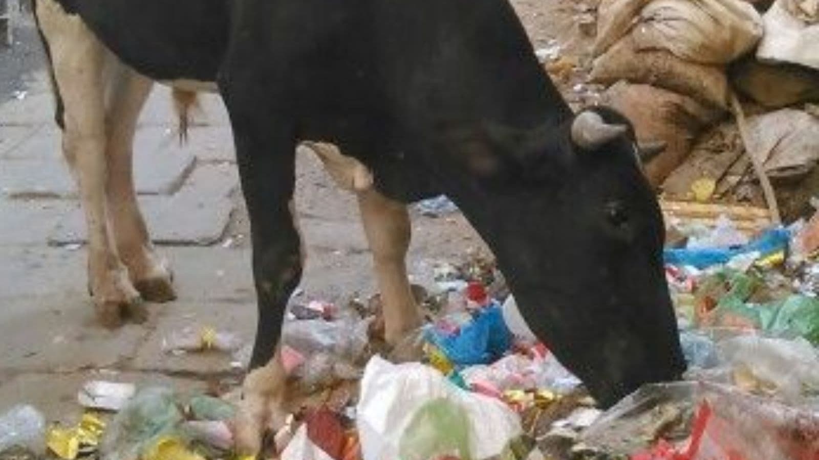 Street Cows In My City Eat Plastic Because No One Feeds Them.
